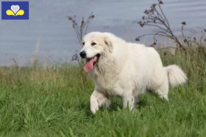 Read more about the article Pyrenean Mountain Dog breeders and puppies in the Brussels-Capital Region