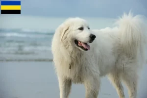 Read more about the article Pyrenean Mountain Dog breeders and puppies in Gelderland