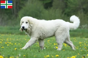 Read more about the article Pyrenean Mountain Dog breeders and puppies in Groningen