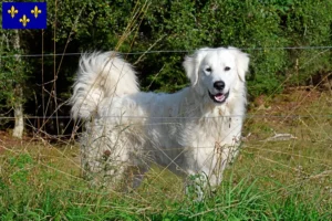 Read more about the article Pyrenean Mountain Dog breeders and puppies in Île-de-France