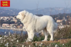 Read more about the article Pyrenean Mountain Dog breeders and puppies in Normandy