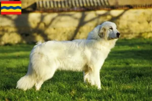 Read more about the article Pyrenean Mountain Dog breeders and puppies in Overijssel