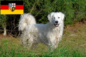 Read more about the article Pyrenean Mountain Dog breeders and puppies in Saarland