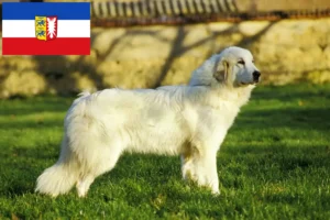 Read more about the article Pyrenean Mountain Dog breeders and puppies in Schleswig-Holstein