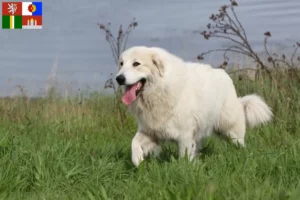 Read more about the article Pyrenean Mountain Dog breeders and puppies in South Bohemia