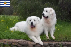 Read more about the article Pyrenean Mountain Dog breeders and puppies in Zeeland