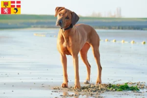 Read more about the article Rhodesian Ridgeback breeders and puppies in Auvergne-Rhône-Alpes