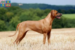 Read more about the article Rhodesian Ridgeback breeders and puppies in Bourgogne-Franche-Comté