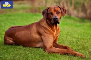 Read more about the article Rhodesian Ridgeback breeders and puppies in the Brussels-Capital Region