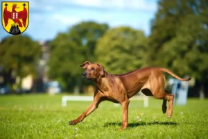 Read more about the article Rhodesian Ridgeback breeders and puppies in Burgenland