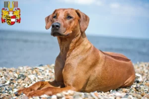 Read more about the article Rhodesian Ridgeback breeders and puppies in Carinthia