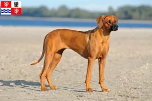 Read more about the article Rhodesian Ridgeback breeders and puppies in Central Bohemia