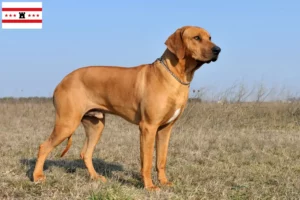 Read more about the article Rhodesian Ridgeback breeders and puppies in Drenthe