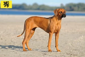 Read more about the article Rhodesian Ridgeback breeders and puppies in Flanders