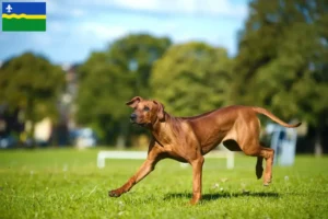 Read more about the article Rhodesian Ridgeback breeders and puppies in Flevoland