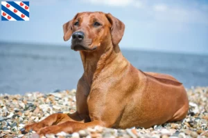 Read more about the article Rhodesian Ridgeback breeders and puppies in Friesland