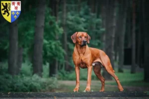 Read more about the article Rhodesian Ridgeback breeders and puppies in Hauts-de-France