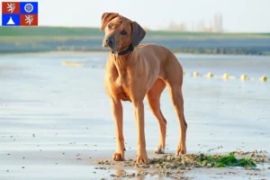 Read more about the article Rhodesian Ridgeback breeder and puppies in Liberec