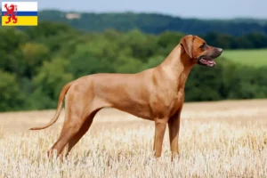 Read more about the article Rhodesian Ridgeback breeder and puppies in Limburg