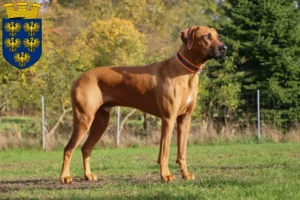 Read more about the article Rhodesian Ridgeback breeders and puppies in Lower Austria