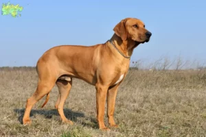 Read more about the article Rhodesian Ridgeback breeders and puppies in Midtjylland