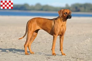 Read more about the article Rhodesian Ridgeback breeders and puppies in North Brabant