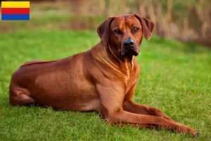 Read more about the article Rhodesian Ridgeback breeders and puppies in North Holland