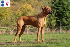 Read more about the article Rhodesian Ridgeback breeders and puppies in Nouvelle-Aquitaine