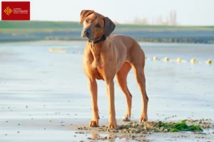 Read more about the article Rhodesian Ridgeback breeders and puppies in Occitania