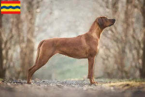 Read more about the article Rhodesian Ridgeback breeders and puppies in Overijssel