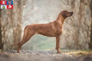 Read more about the article Rhodesian Ridgeback breeder and puppies in Pardubice