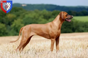 Read more about the article Rhodesian Ridgeback breeders and puppies in Pays de la Loire