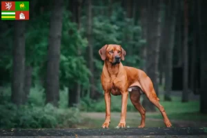 Read more about the article Rhodesian Ridgeback breeder and puppies in Pilsen