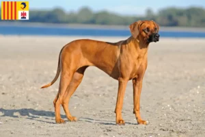 Read more about the article Rhodesian Ridgeback breeders and puppies in Provence-Alpes-Côte d’Azur