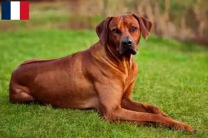 Read more about the article Rhodesian Ridgeback breeders and puppies on Réunion