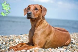 Read more about the article Rhodesian Ridgeback breeders and puppies in Sjælland