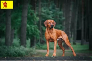 Read more about the article Rhodesian Ridgeback breeders and puppies in South Holland