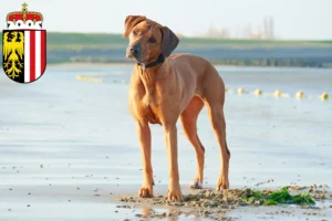 Read more about the article Rhodesian Ridgeback breeders and puppies in Upper Austria