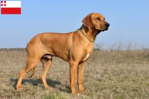 Read more about the article Rhodesian Ridgeback breeder and puppies in Utrecht