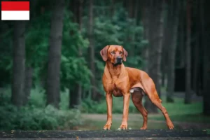 Read more about the article Rhodesian Ridgeback breeders and puppies in Vienna