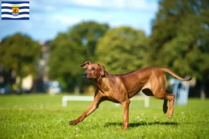 Read more about the article Rhodesian Ridgeback breeders and puppies in Zeeland