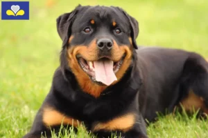 Read more about the article Rottweiler breeders and puppies in the Brussels-Capital Region