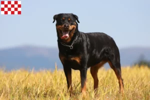 Read more about the article Rottweiler breeders and puppies in North Brabant