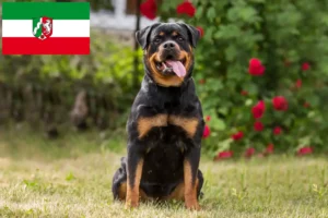 Read more about the article Rottweiler breeders and puppies in North Rhine-Westphalia