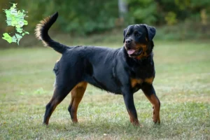 Read more about the article Rottweiler breeders and puppies in Sjælland