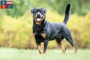 Read more about the article Rottweiler breeders and puppies in South Moravia