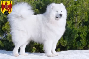 Read more about the article Samoyed breeders and puppies in Burgenland