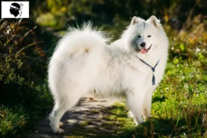 Read more about the article Samoyed breeders and puppies in Corsica