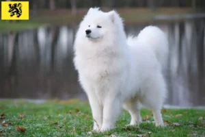 Read more about the article Samoyed breeders and puppies in Flanders