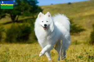 Read more about the article Samoyed breeders and puppies in Flevoland